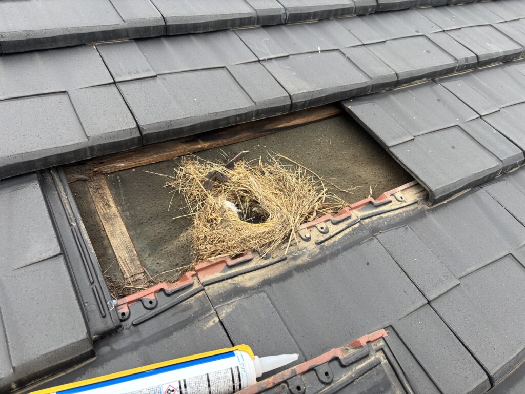 瓦の裏側に鳥の巣を発見