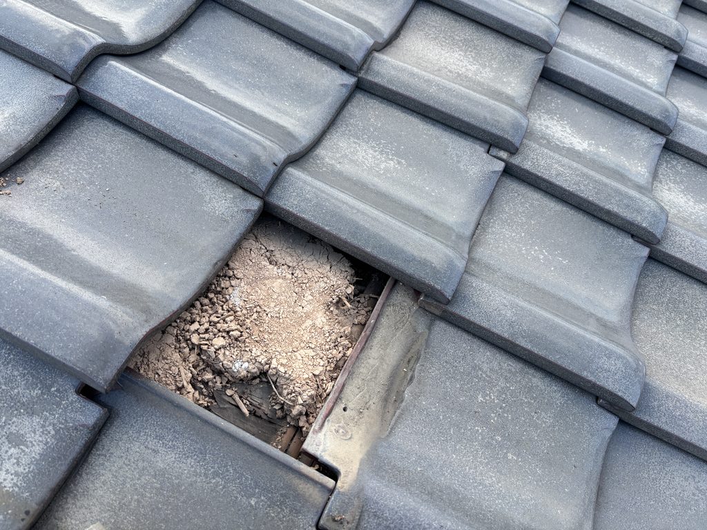 瓦をめくって緊結状況を確認。写真の瓦は土で固定されているのみで緊結されていません